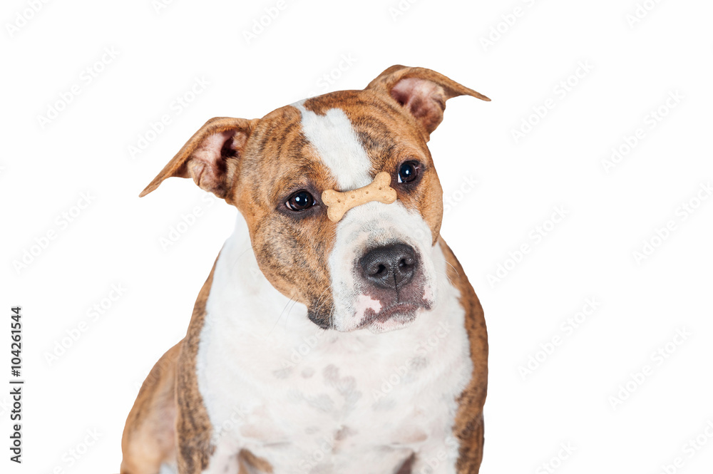 Funny american staffordshire terrier dog holding a dog buscuit on its nose