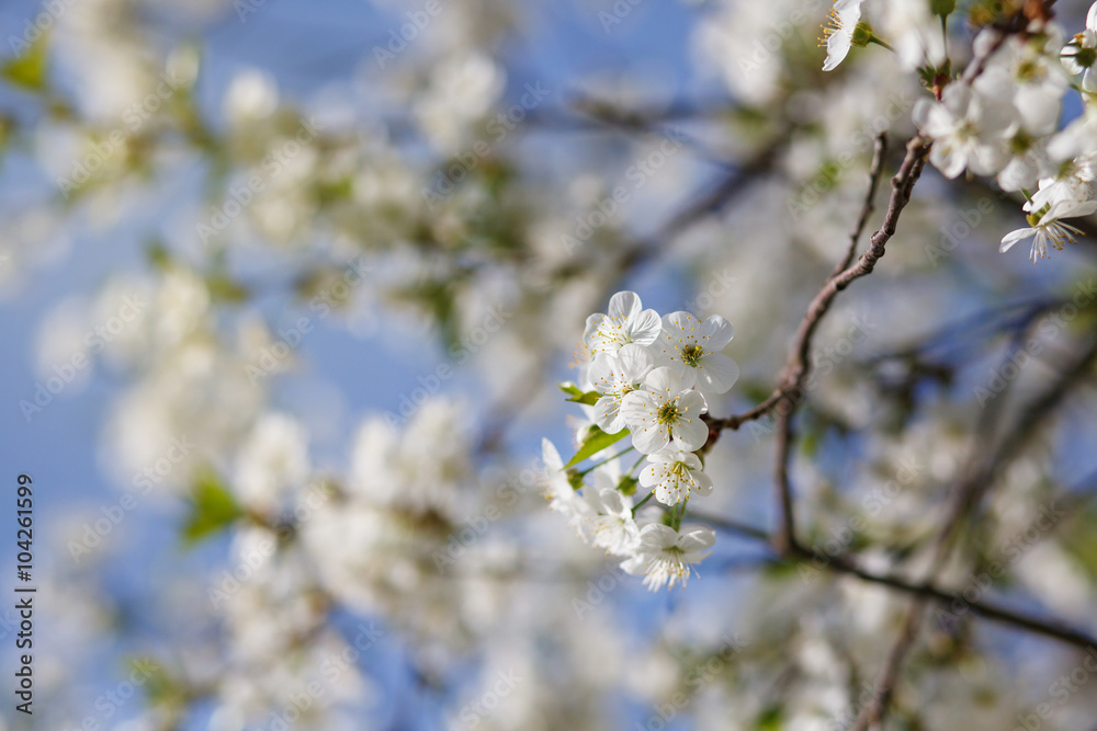 white flowers blooming on branch white flowers blooming on branch