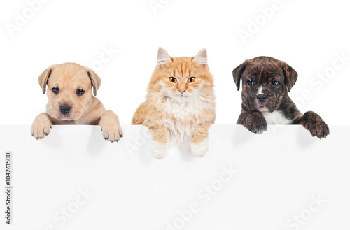 Red cat and two puppies hanging their paws over a white banner