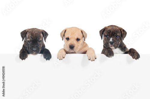 Row of three puppies hanging their paws over a white banner