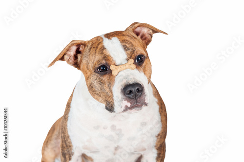 Funny american staffordshire terrier dog holding a dog buscuit on its nose photo