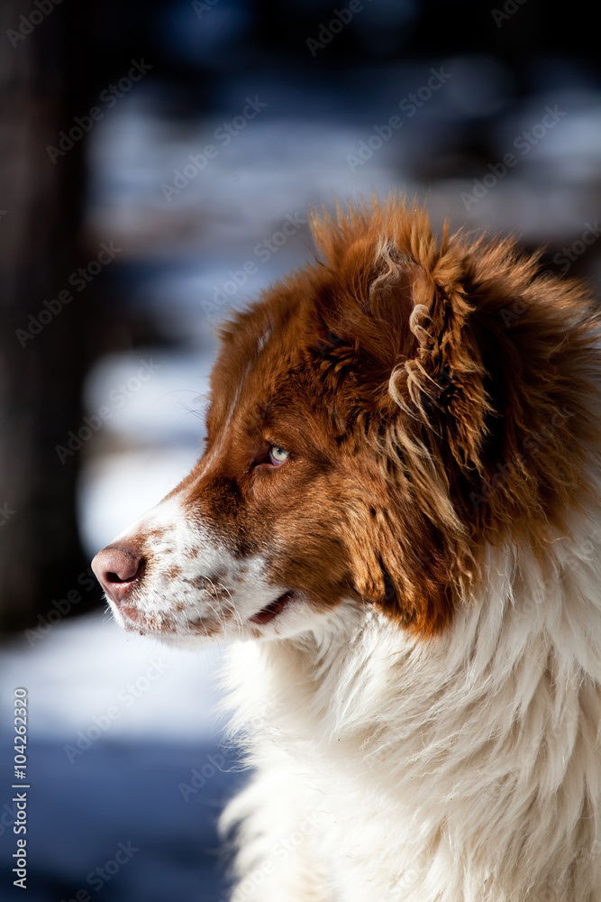 blue eyes bulgarian sheapherd dog portrait