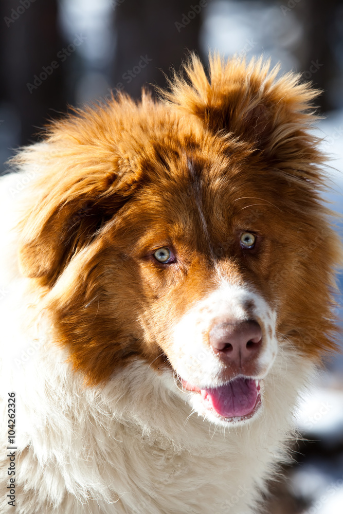 blue eyes dog portrait, cute big bulgarian shepherd dog portrait 