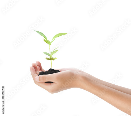 Hand holding plant on white background