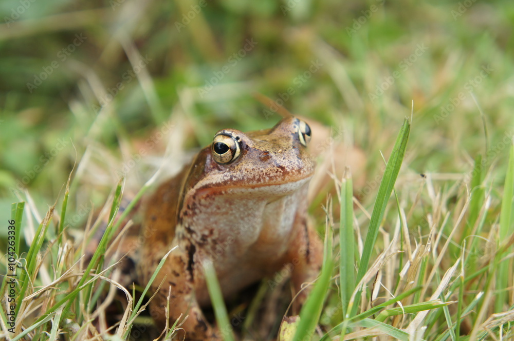 frog hiding in the grass frog hiding in the grass