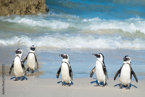 Flock of small African penguins at Boulder Bay just outside Cape Town