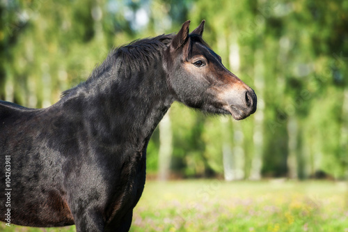Portrait of beautiful bay pony © Rita Kochmarjova