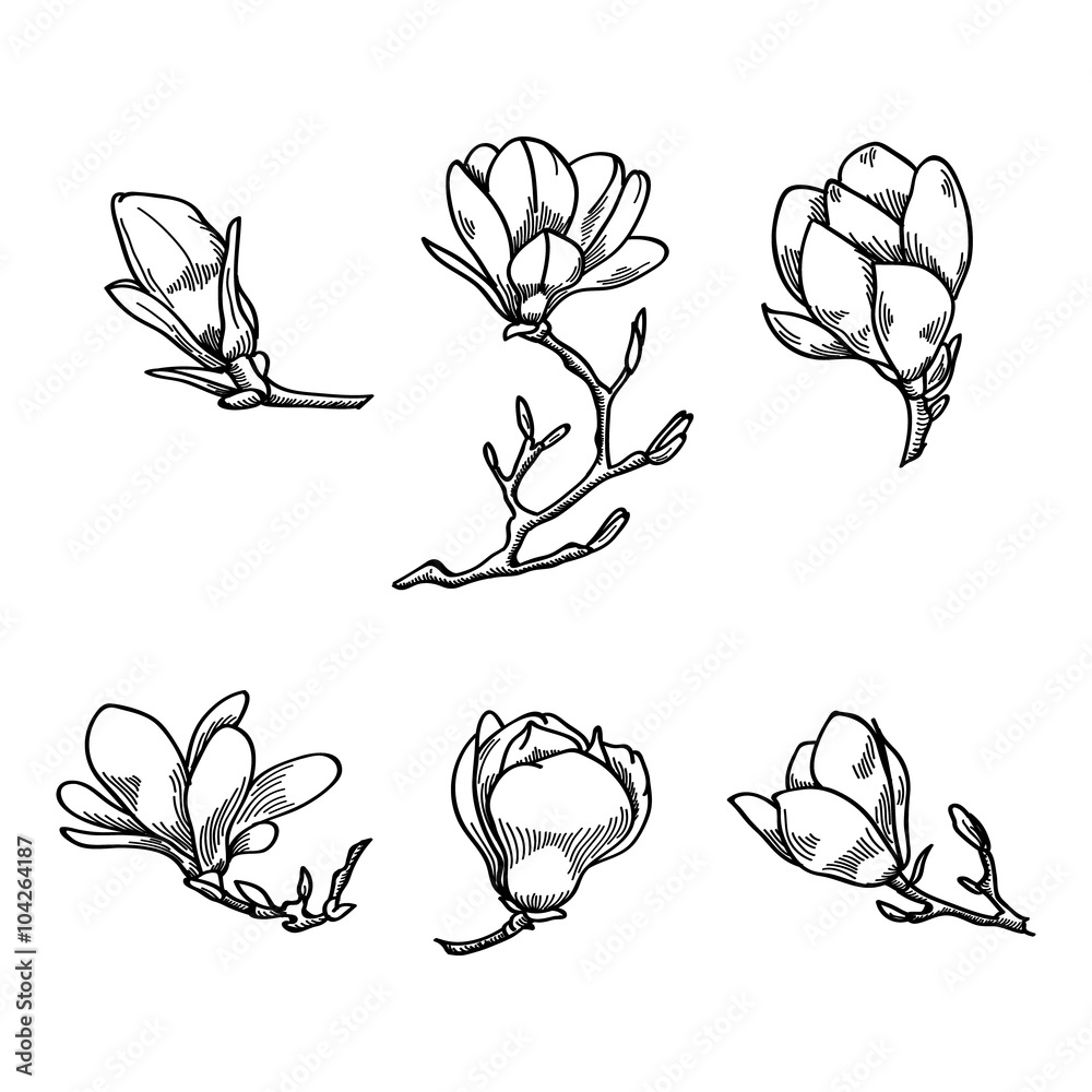 Fototapeta premium Spring magnolia flower black and white hand drawn vector sketch. Spring flowers collection.