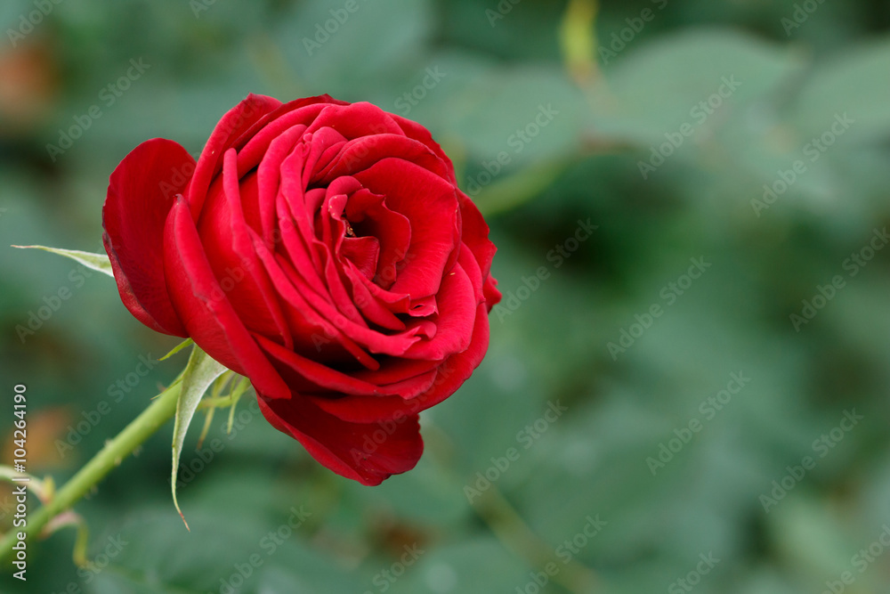 Obraz premium 薔薇の花