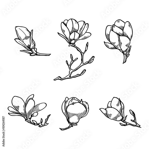 Spring magnolia flower black and white hand drawn vector sketch. Spring flowers collection.