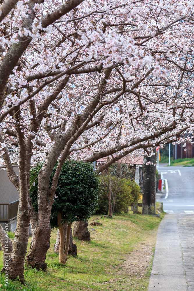 桜のアーチ＠佐賀県武雄市