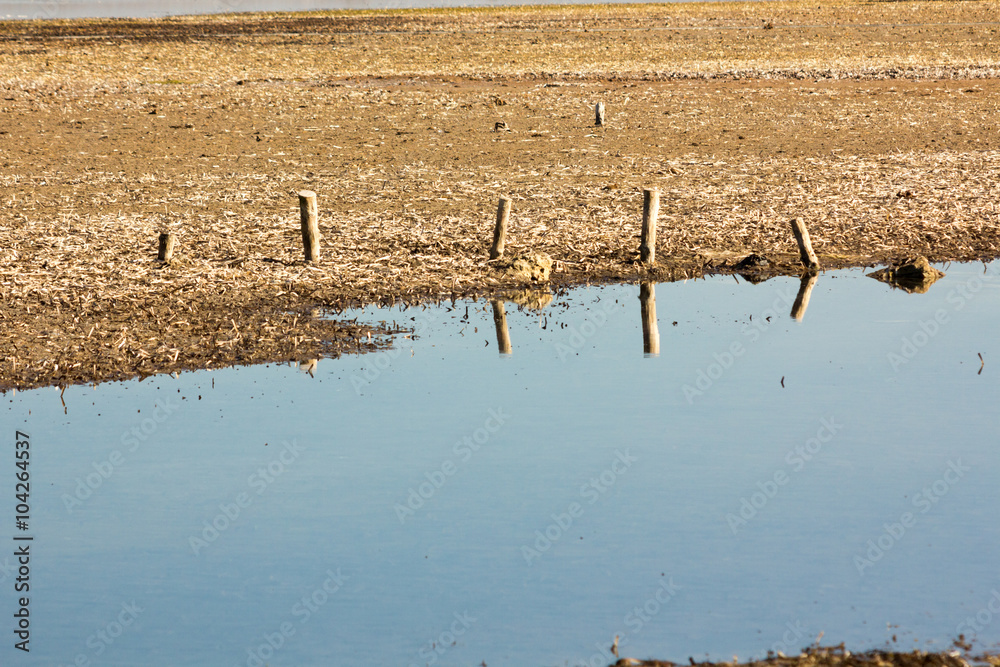 Wooden stakes at low tide flooded area