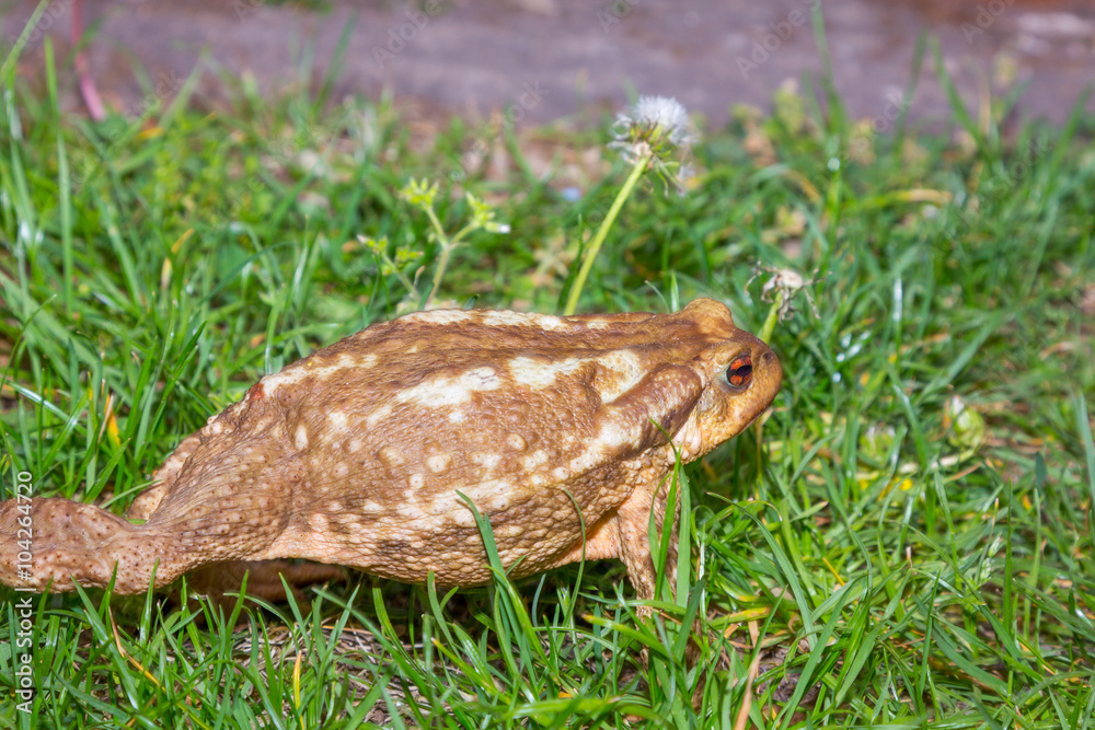 Fototapeta premium common toad (Bufo bufo) in the grass