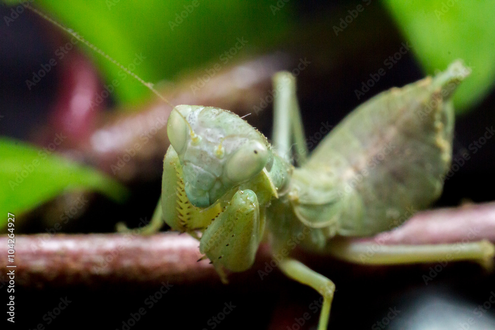 Macro image of an insect Praying mantis