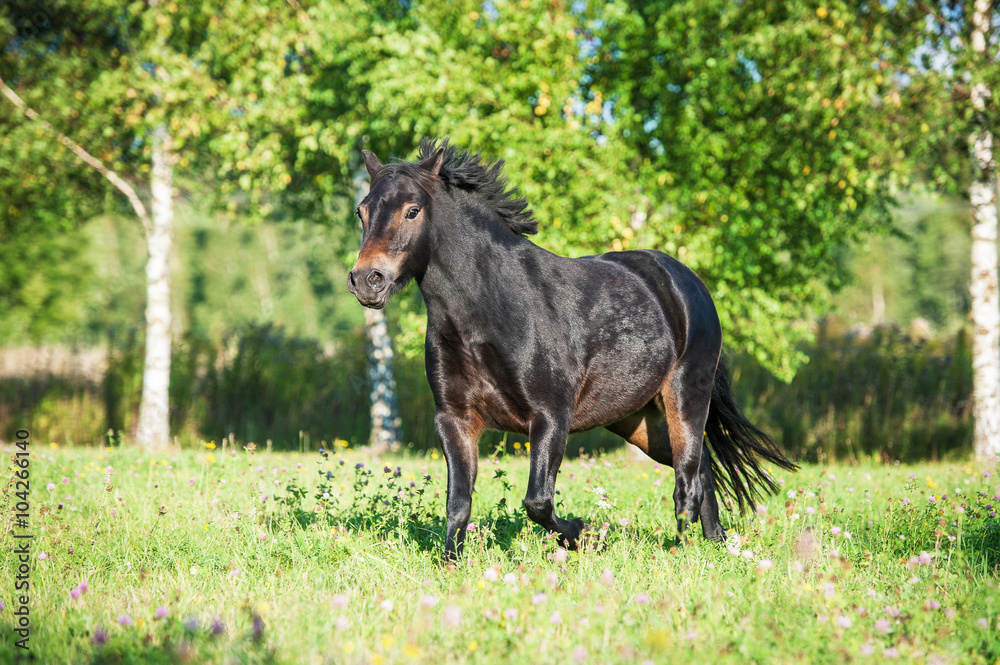 Bay medium size pony running on the field in summer