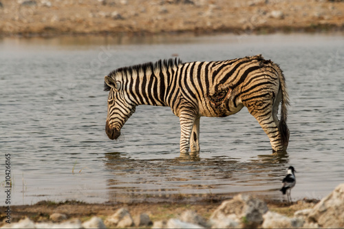 Dying zebra with a wound in his left side