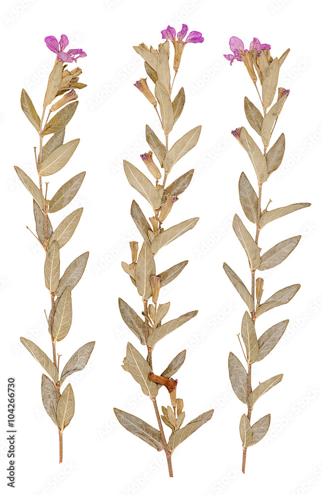 Set of wild dry pressed flowers and leaves Set of wild dry pressed flowers and leaves