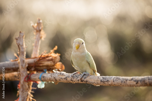Love Bird on Branch
