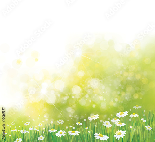 Vector nature, bokeh background, grass and chamomiles flowers.