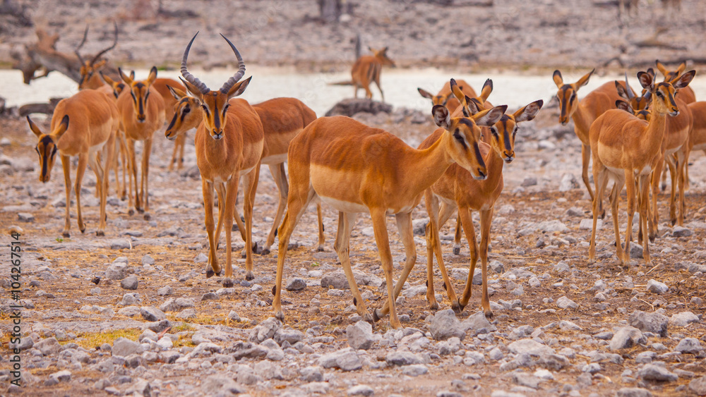 Herd of impalas at waterhole Herd of impalas at waterhole