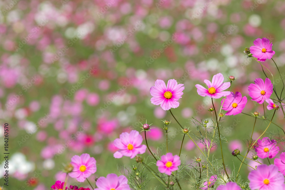 コスモスの花