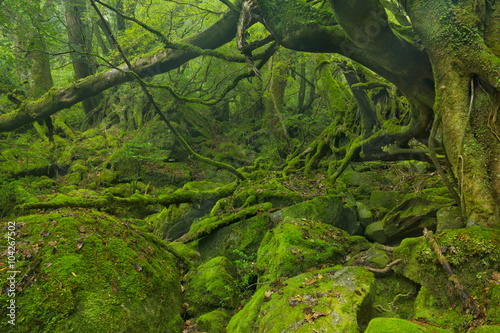 Lush rainforest along Shiratani Unsuikyo on Yakushima, Japan © sara_winter