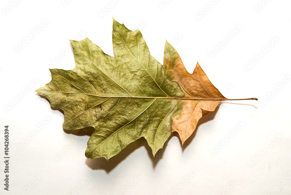Dry autumn oak leaf on over white Dry autumn oak leaf on over white