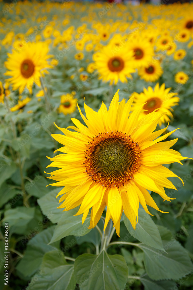 ヒマワリの花