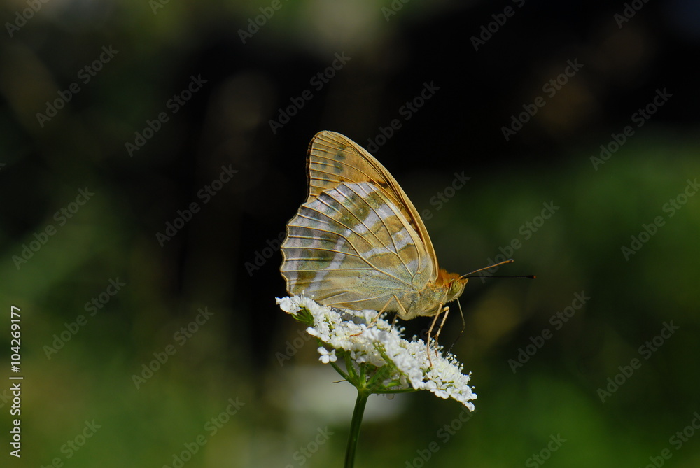 Nymphalidae / Bahadır / Argynnis pandora Nymphalidae / Bahadır / Argynnis pandora