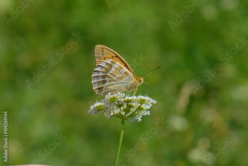 Nymphalidae / Bahadır / Argynnis pandora