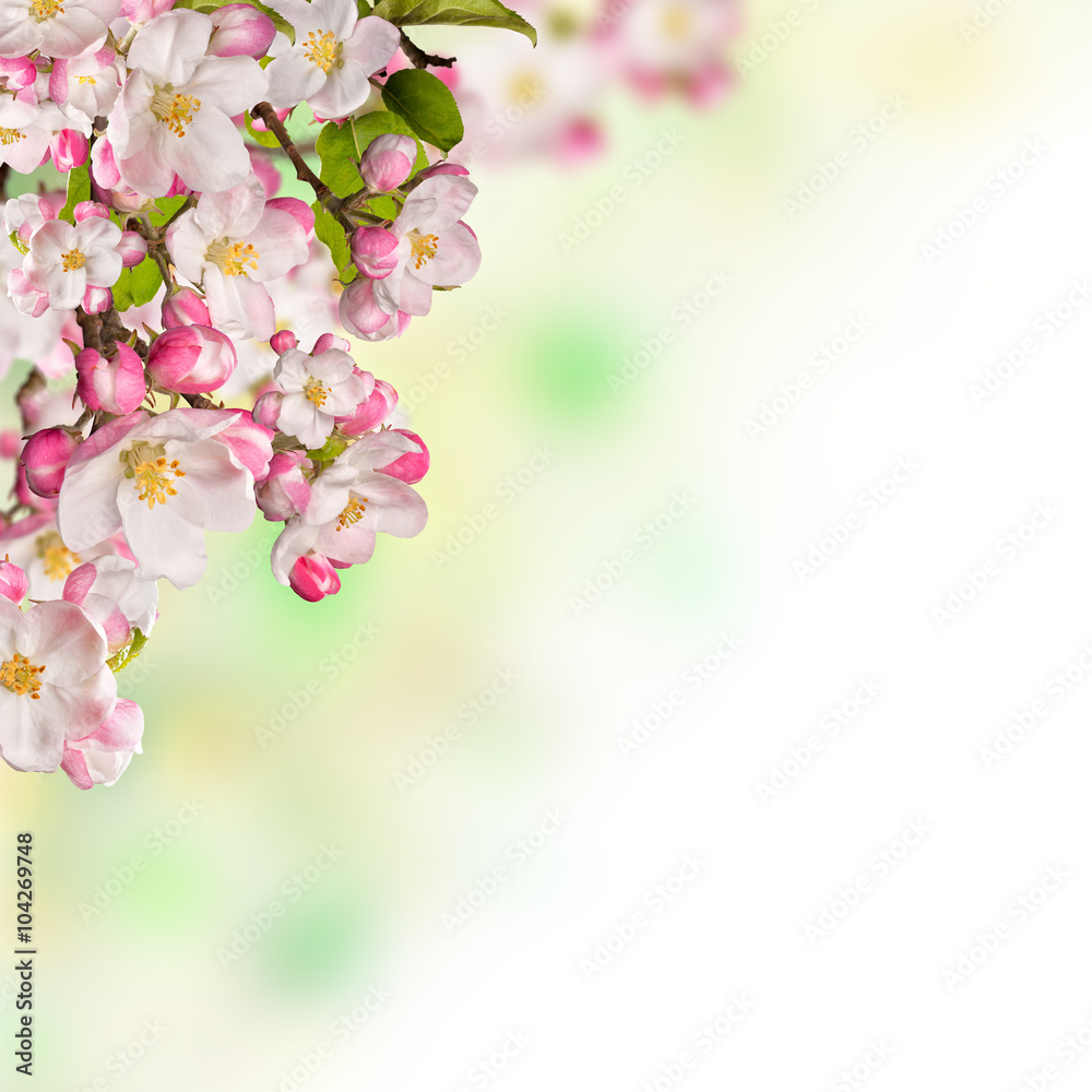 Fototapeta premium Cherry blossoms over blurred nature background