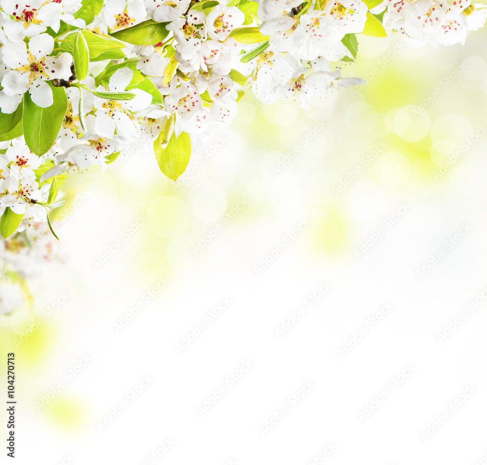Fototapeta premium Cherry blossoms over blurred nature background