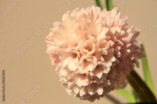 Pink hyacinth