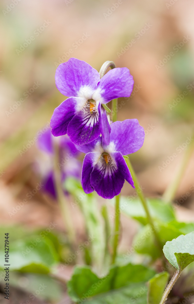 a small bush of spring flowers of forest violets a small bush of spring flowers of forest violets