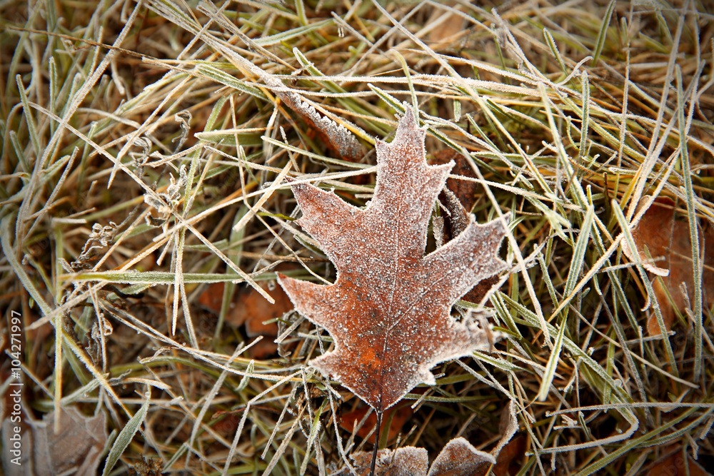 Frozen leaf on grass, close up. Natural background Frozen leaf on grass, close up. Natural background
