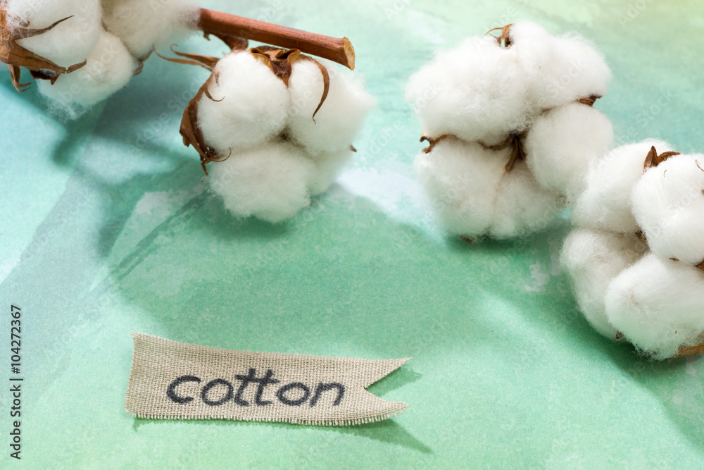 Branch with cotton blossoms and lettering Branch with cotton blossoms and lettering