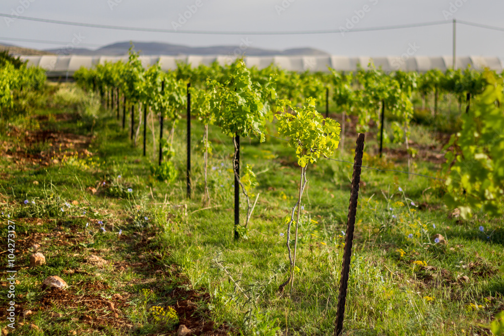 Fototapeta premium Rows of vines in the vineyard