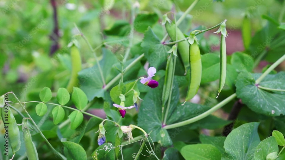 Green Sweet Pea Pod With Flower Dolly Shoot Green Sweet Pea Pod With Flower Dolly Shoot