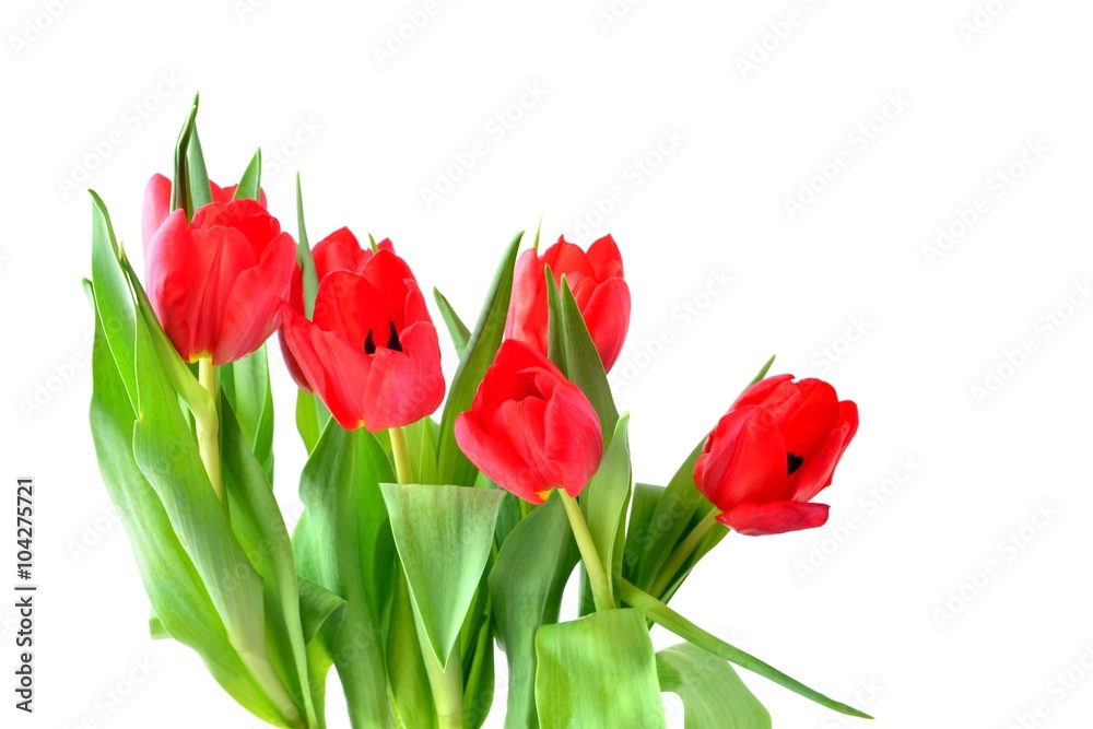 Tulip. Red tulips, bouquet of tulips, tulips macro, tulips in bouquet, beautiful tulips, colorful tulips, green tulips petals, tulips on white, isolated tulips on white background. Tulip. Red tulips, bouquet of tulips, tulips macro, tulips in bouquet, beautiful tulips, colorful tulips, green tulips petals, tulips on white, isolated tulips on white background.