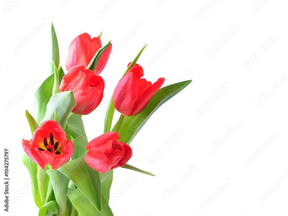 Tulip. Red tulips, bouquet of tulips, tulips macro, tulips in bouquet, beautiful tulips, colorful tulips, green tulips petals, tulips on white, isolated tulips on white background. Tulip. Red tulips, bouquet of tulips, tulips macro, tulips in bouquet, beautiful tulips, colorful tulips, green tulips petals, tulips on white, isolated tulips on white background.