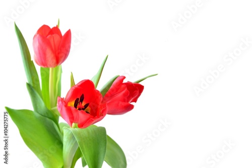 Tulip. Red tulips  bouquet of tulips  tulips macro  tulips in bouquet  beautiful tulips  colorful tulips  green tulips petals  tulips on white  isolated tulips on white background. 