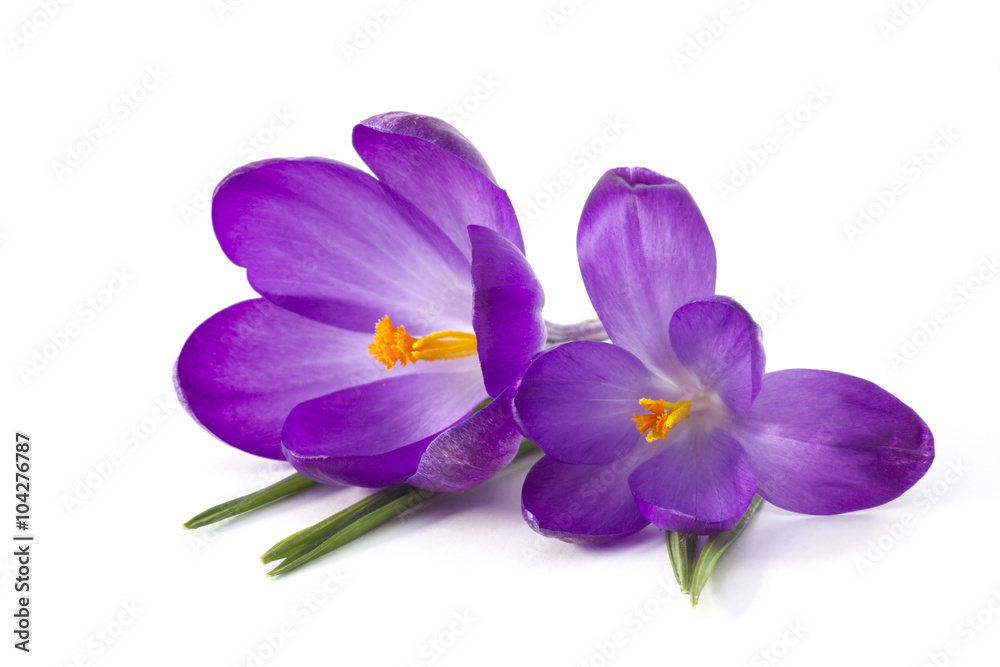 crocus on white background - fresh spring flowers crocus on white background - fresh spring flowers