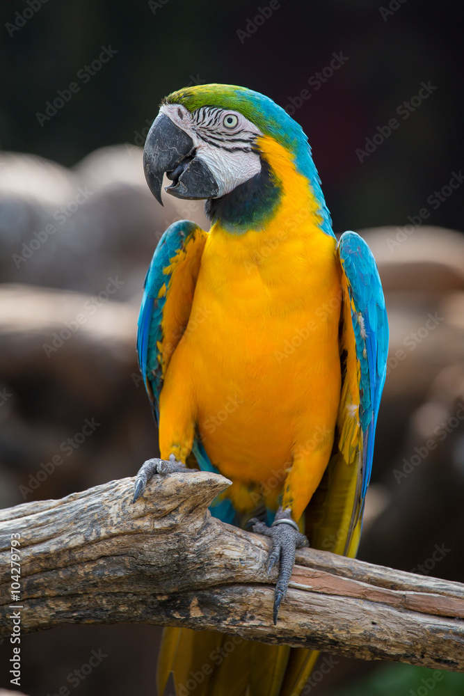 Blue and Yellow Macaw Parrot , close up