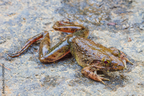 Closeup of Asian River Frog photo