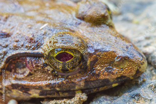 Closeup of Asian River Frog photo