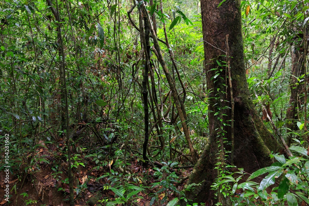 Deep jungle in Ko Mook island