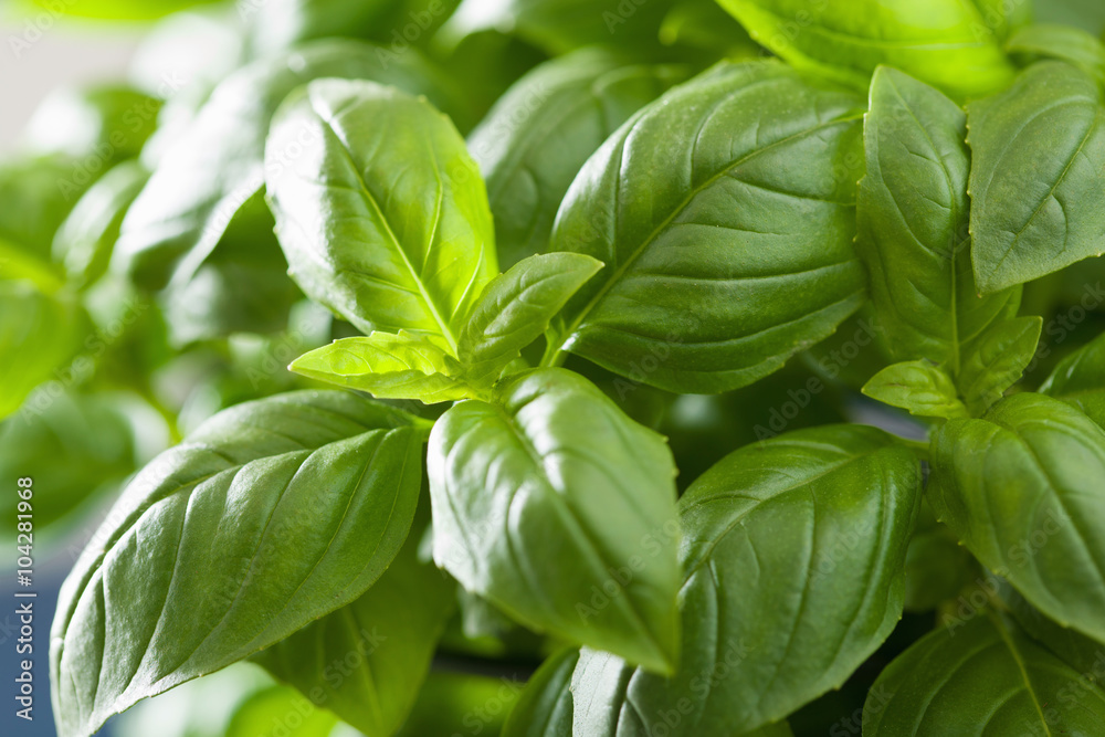 fresh basil leaves herb background fresh basil leaves herb background