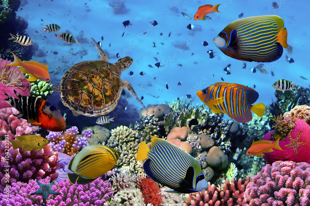 Fototapeta premium colorful coral reef with many fishes