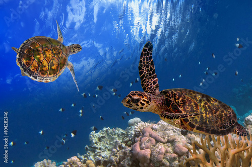 Maldivian Sea Turtle Floating