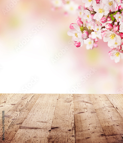 Cherry blossoms with empty wooden planks